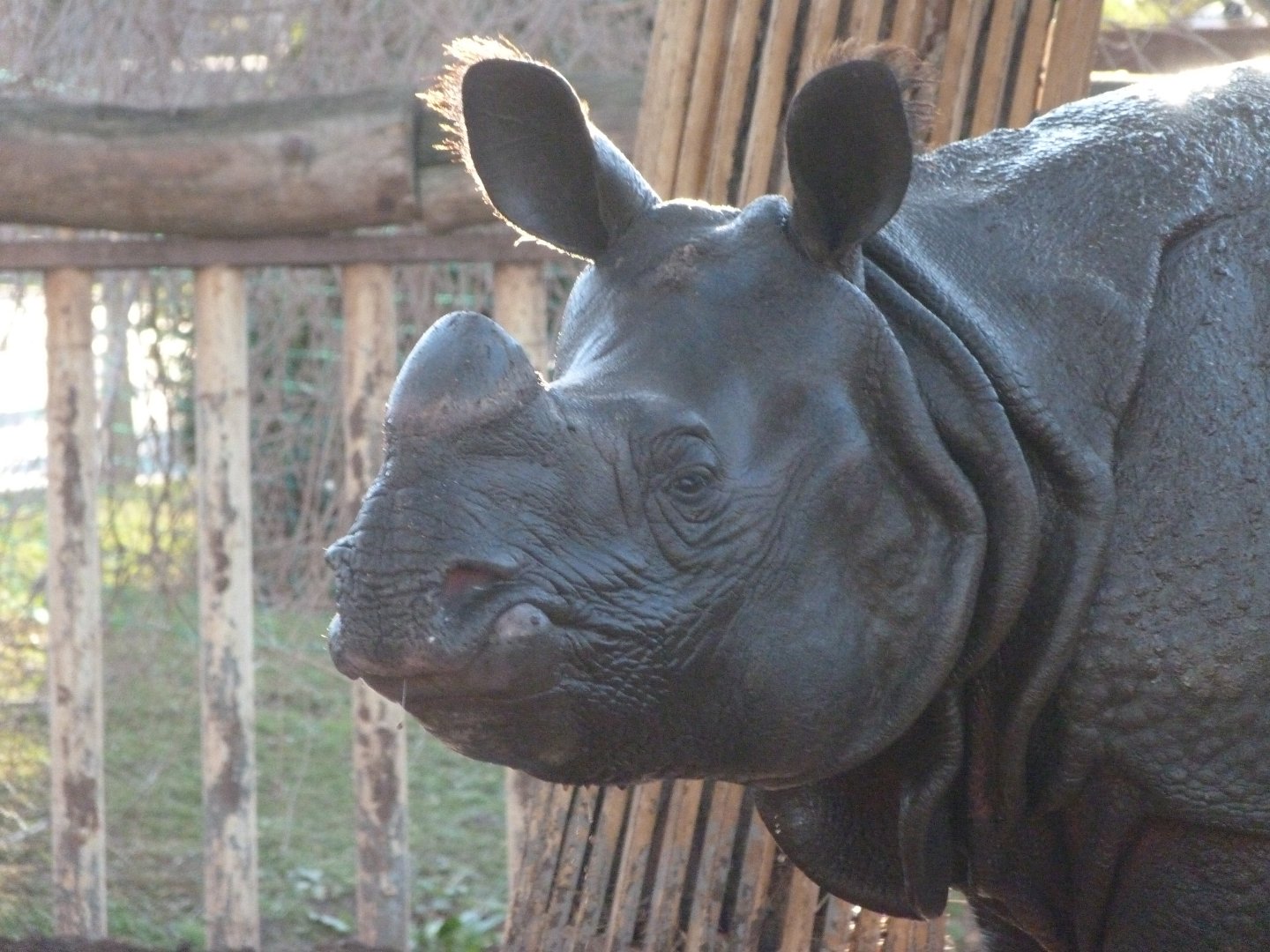 Indian rhinoceros -Zoo Aquarium de Madrid (2025)