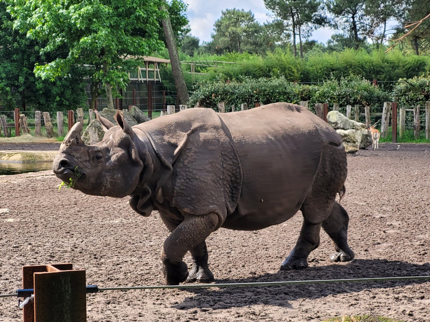 Indian rhinoceros -Zoo du bassin d'Arcachon (2024)