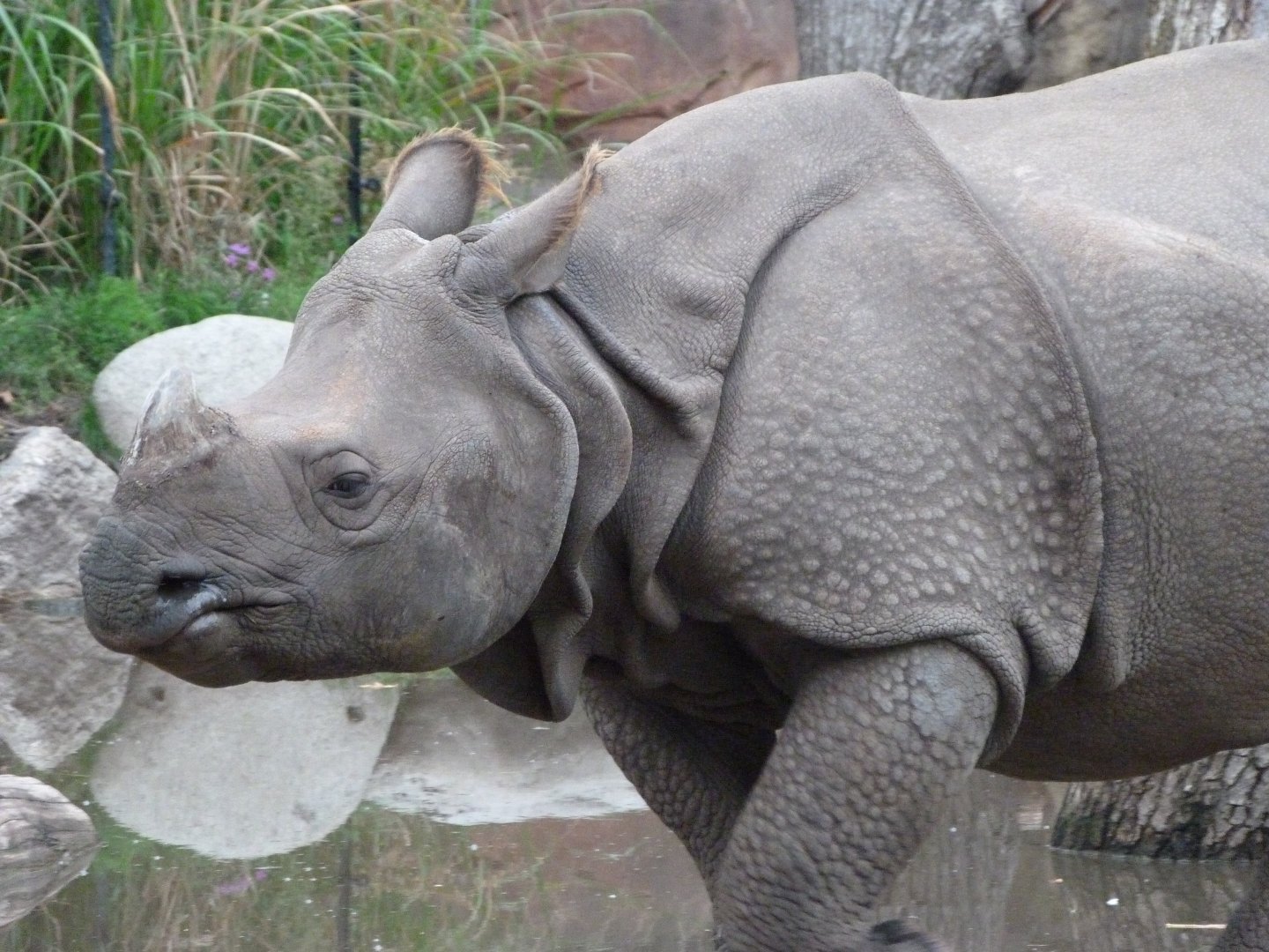 Indian rhinoceros -Zoologischer Garten Berlin (2024)