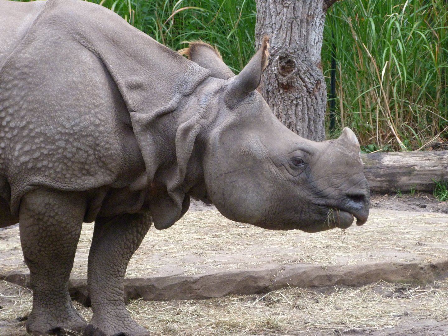 Indian rhinoceros -Zoologischer Garten Berlin (2024)