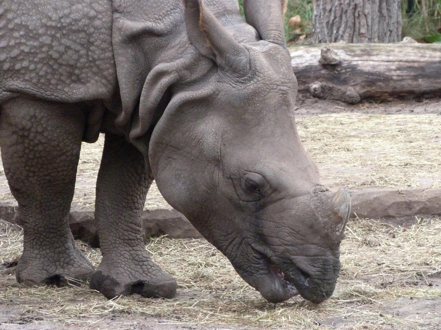 Indian rhinoceros -Zoologischer Garten Berlin (2024)