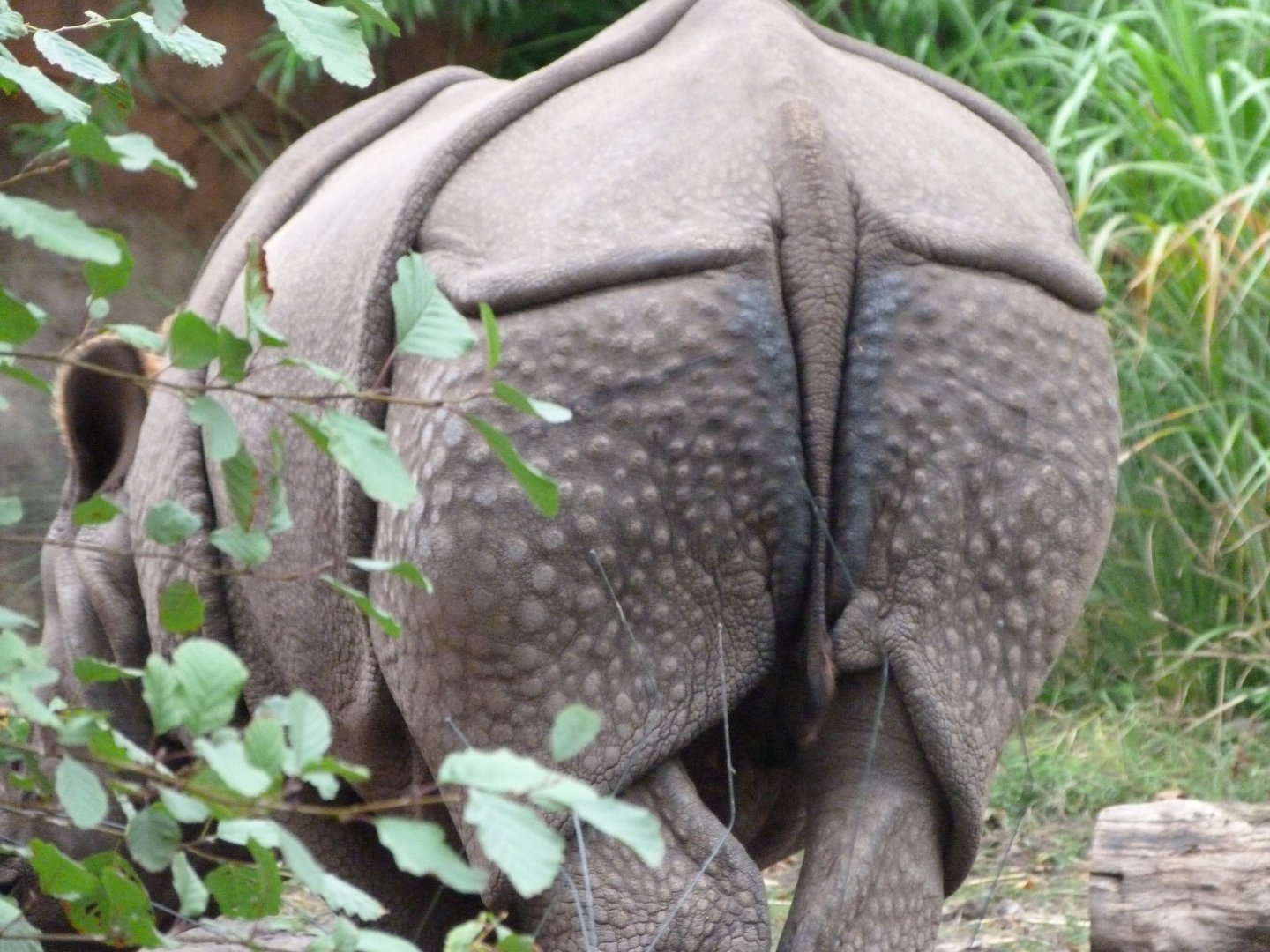 Indian rhinoceros -Zoologischer Garten Berlin (2024)