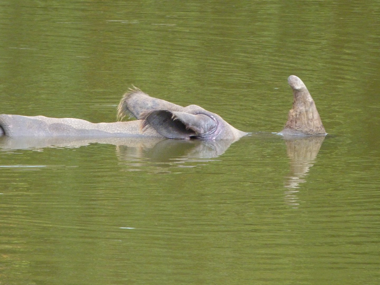 Indian rhinoceros -ZooParc de Beauval (2025)