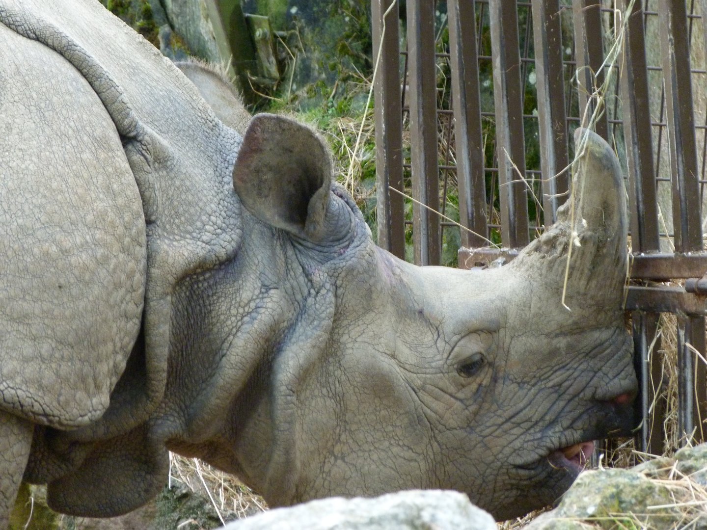 Indian rhinoceros -ZooParc de Beauval (2025)
