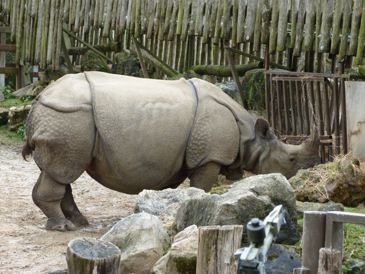 Indian rhinoceros -ZooParc de Beauval (2025)
