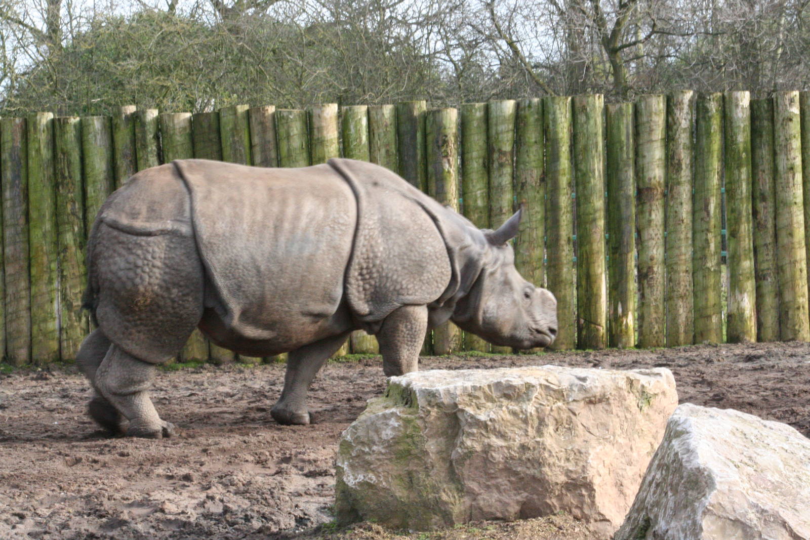 Indian Rhinoceros