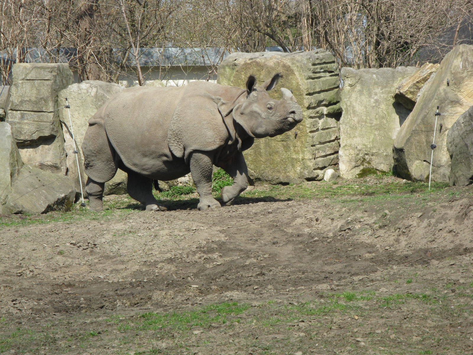 Indian rhinoceros