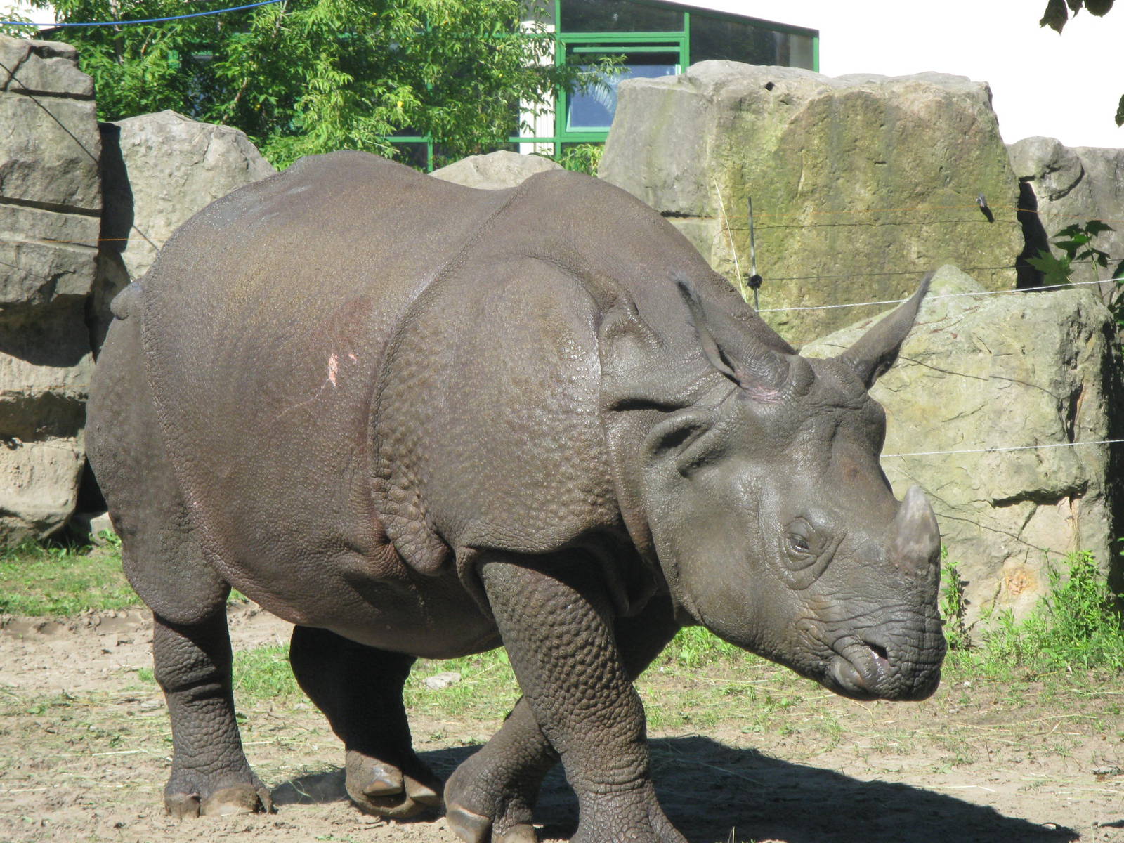 Indian rhinoceros