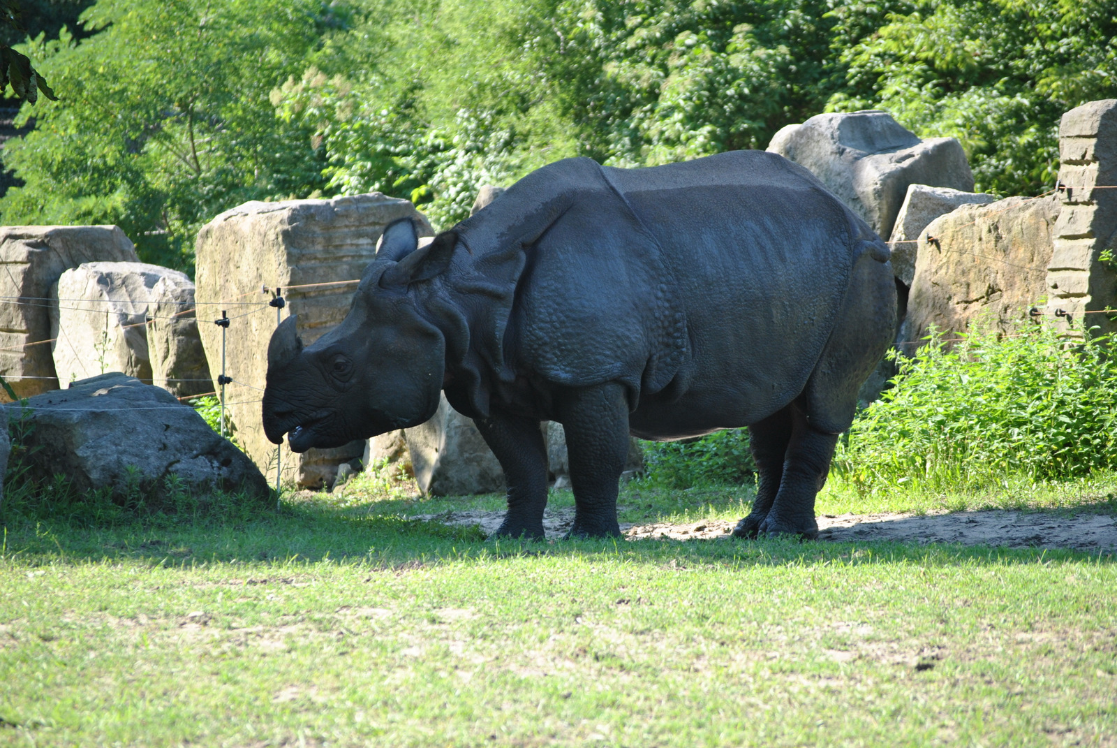Indian Rhinoceros