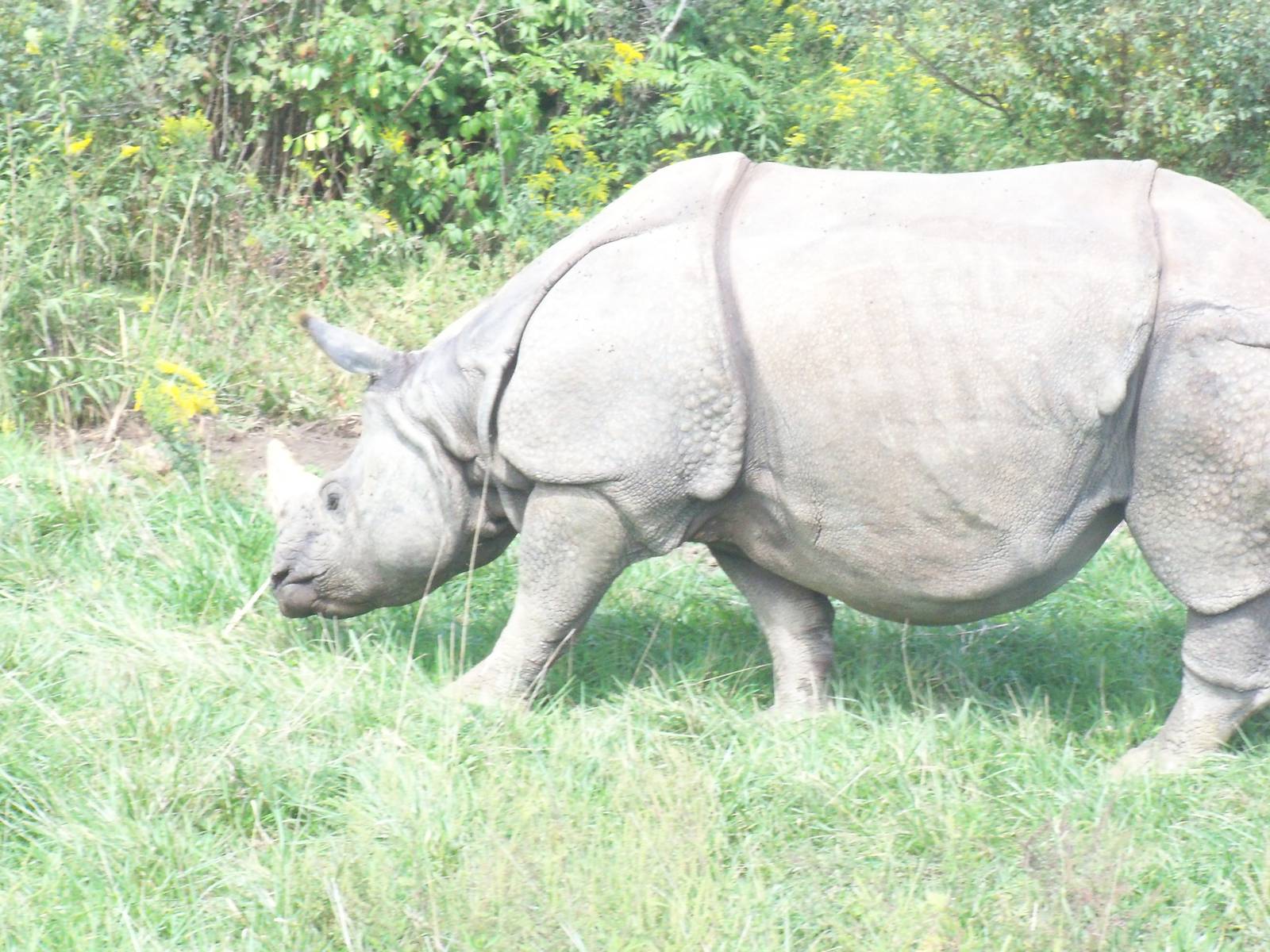 Indian Rhinoceros