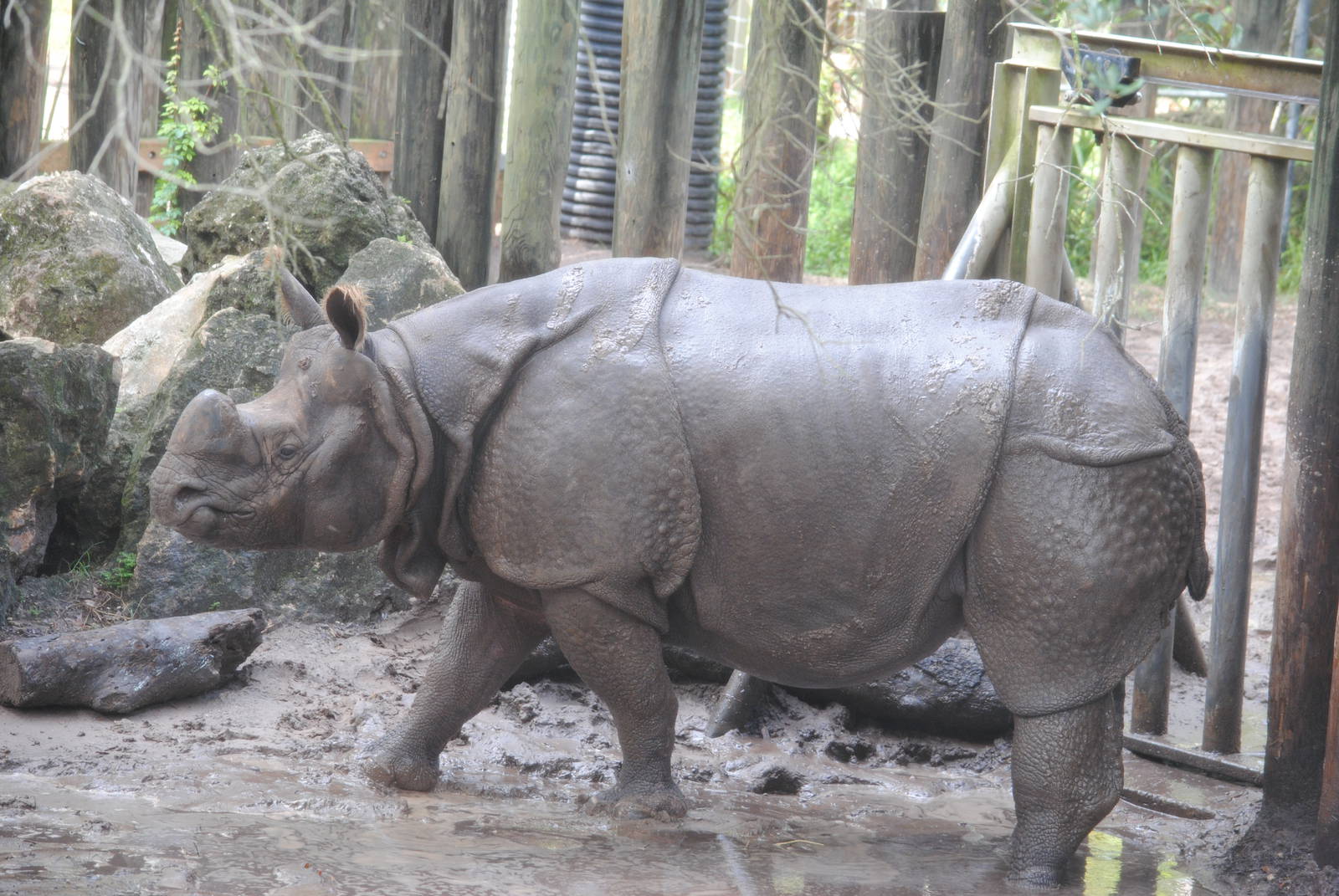 Indian Rhinoceros