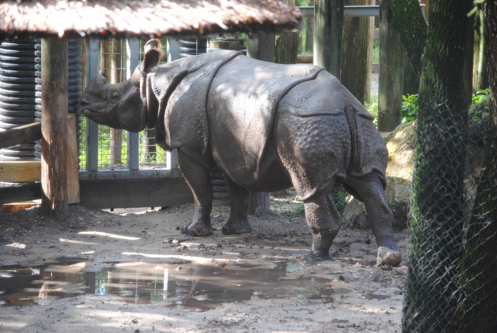 Indian Rhinoceros