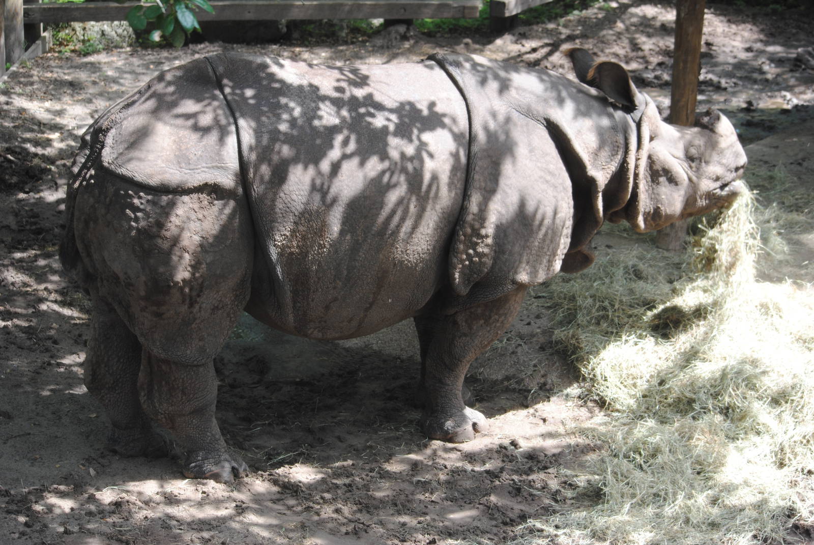 Indian Rhinoceros