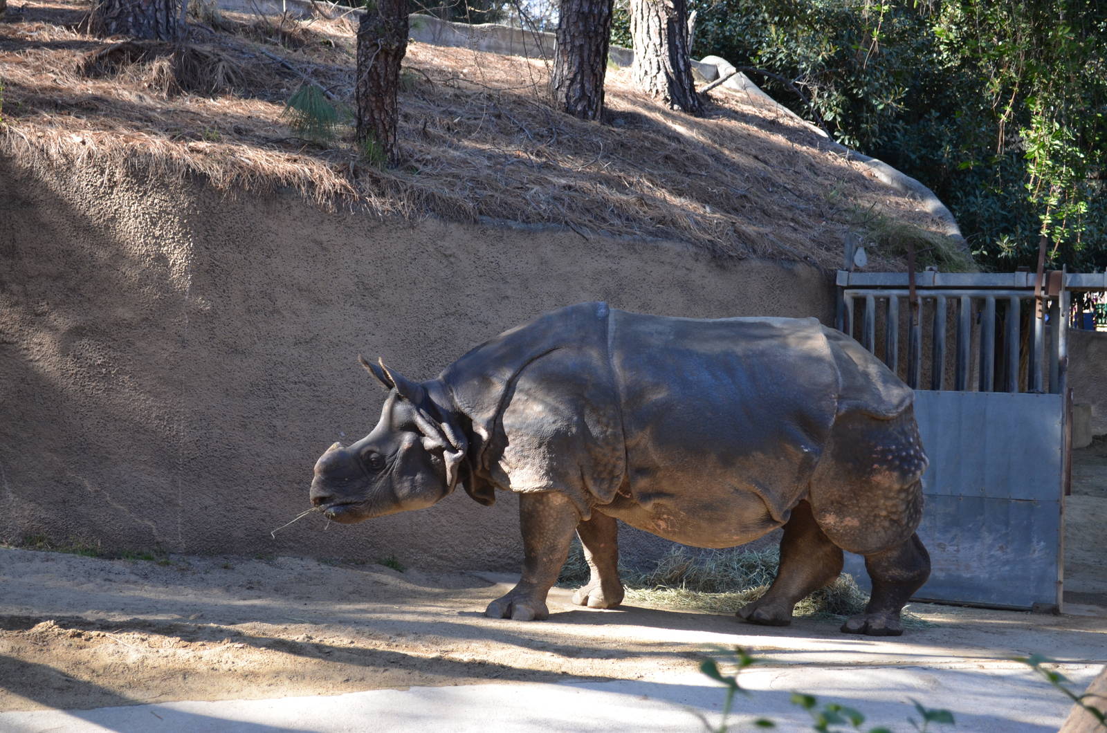 Indian Rhinoceros