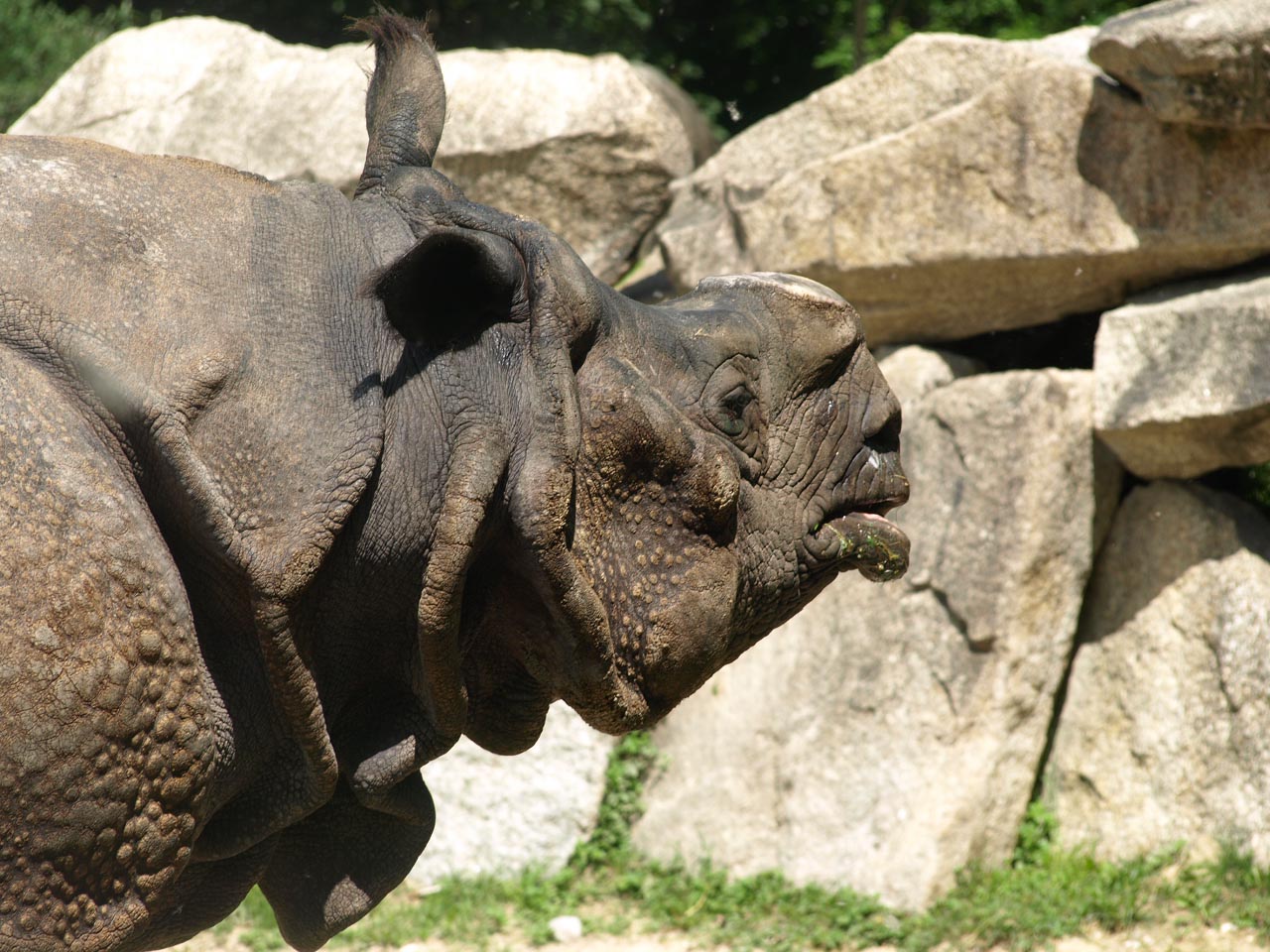 Indian rhinoceros