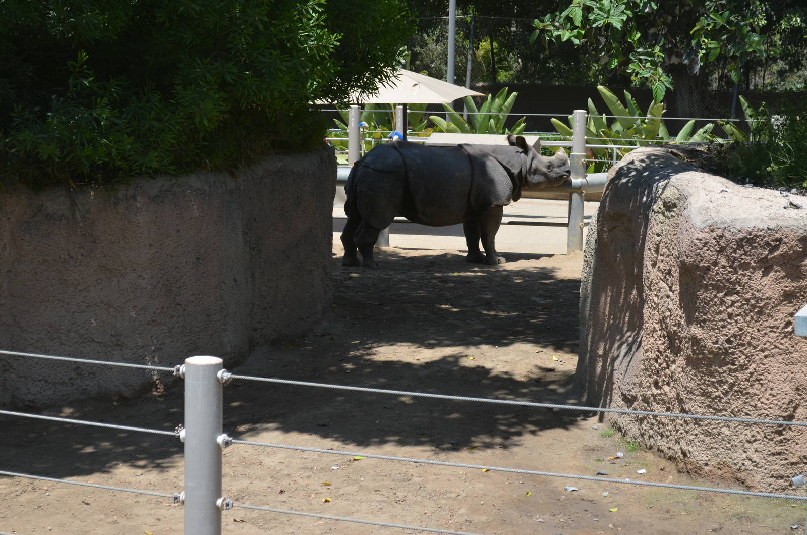 Indian Rhinoceros