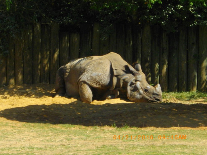 Indian Rhinoceros
