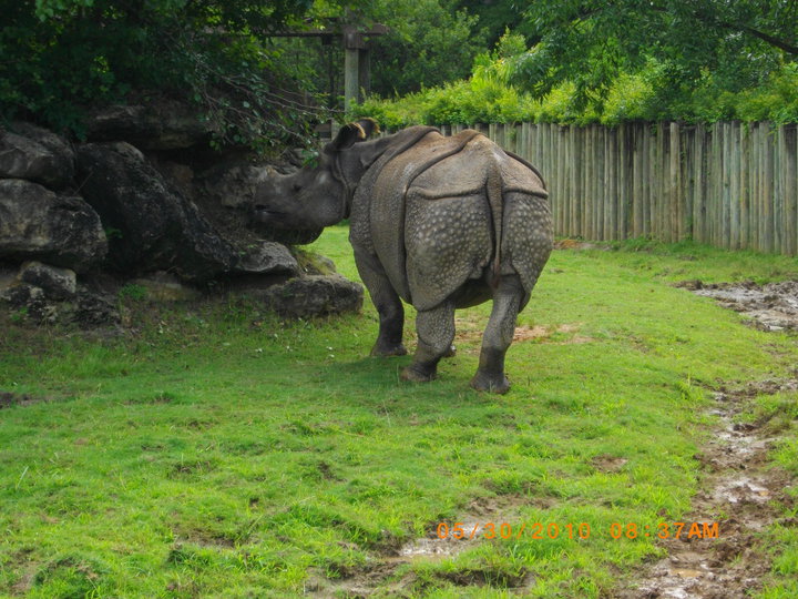 Indian Rhinoceros
