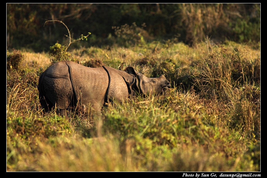 Indian rhinoceros