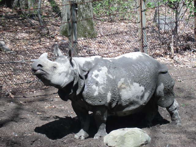 Indian Rhinoceros