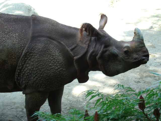 Indian Rhinoceros