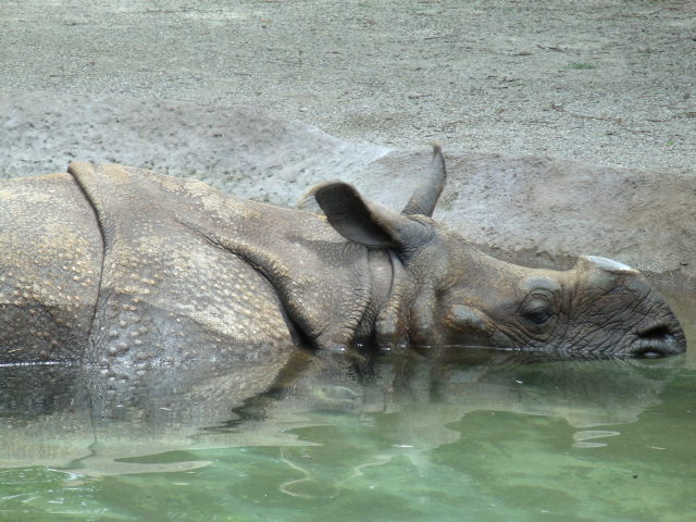 Indian Rhinoceros