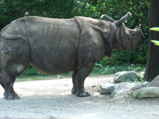 Indian Rhinoceros