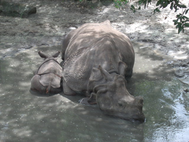 Indian Rhinoceros