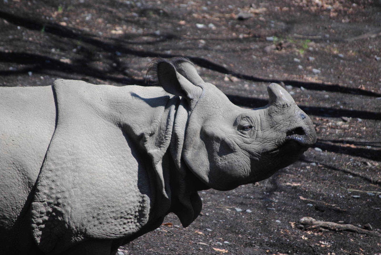 Indian Rhinoceros