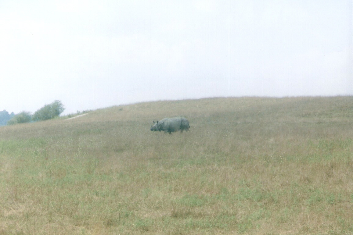 Indian Rhinoceros