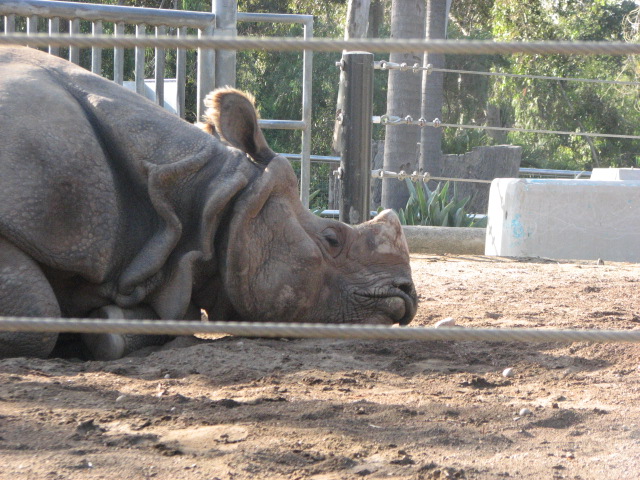 Indian Rhinoceros