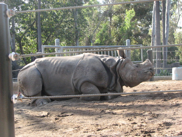 Indian Rhinoceros