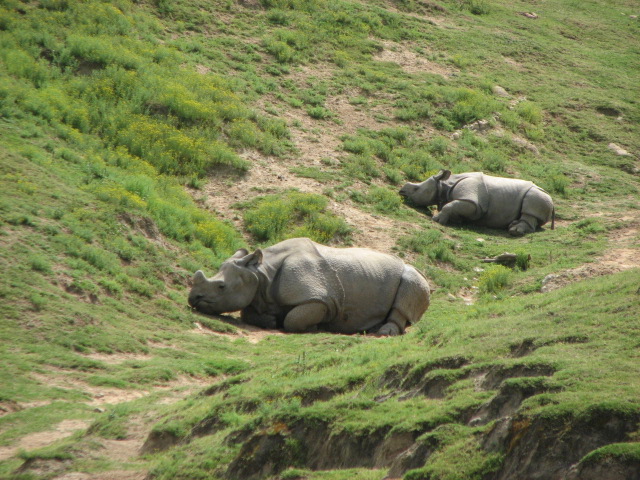 Indian rhinoceros
