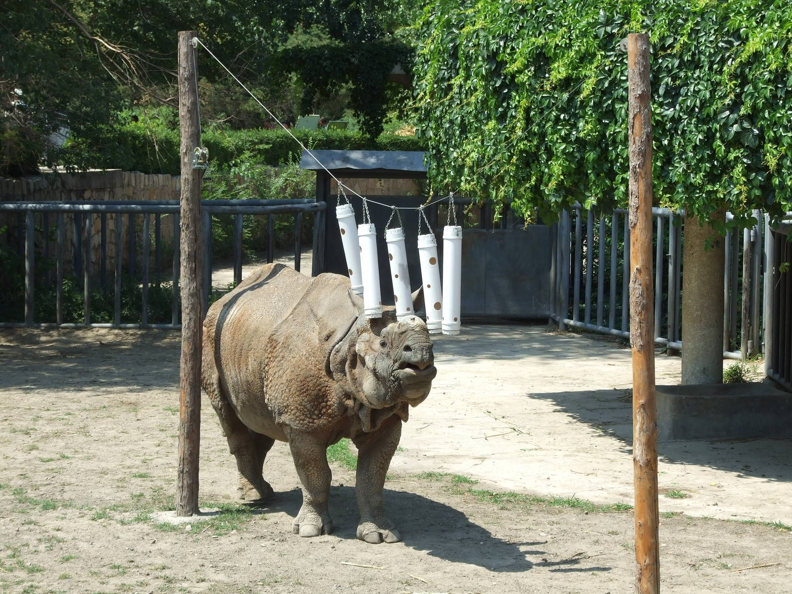 Indian rhinoceros