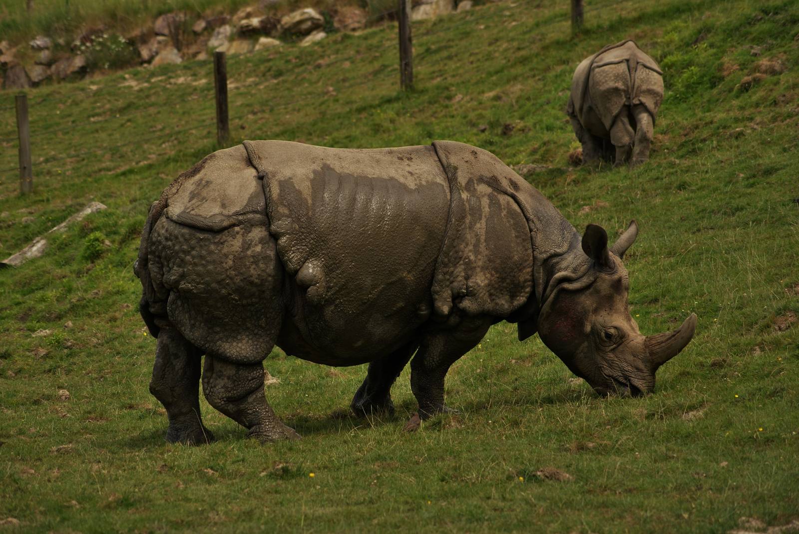 Indian rhinoceros