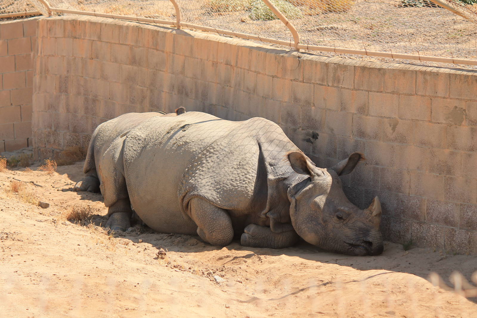 Indian Rhinoceros
