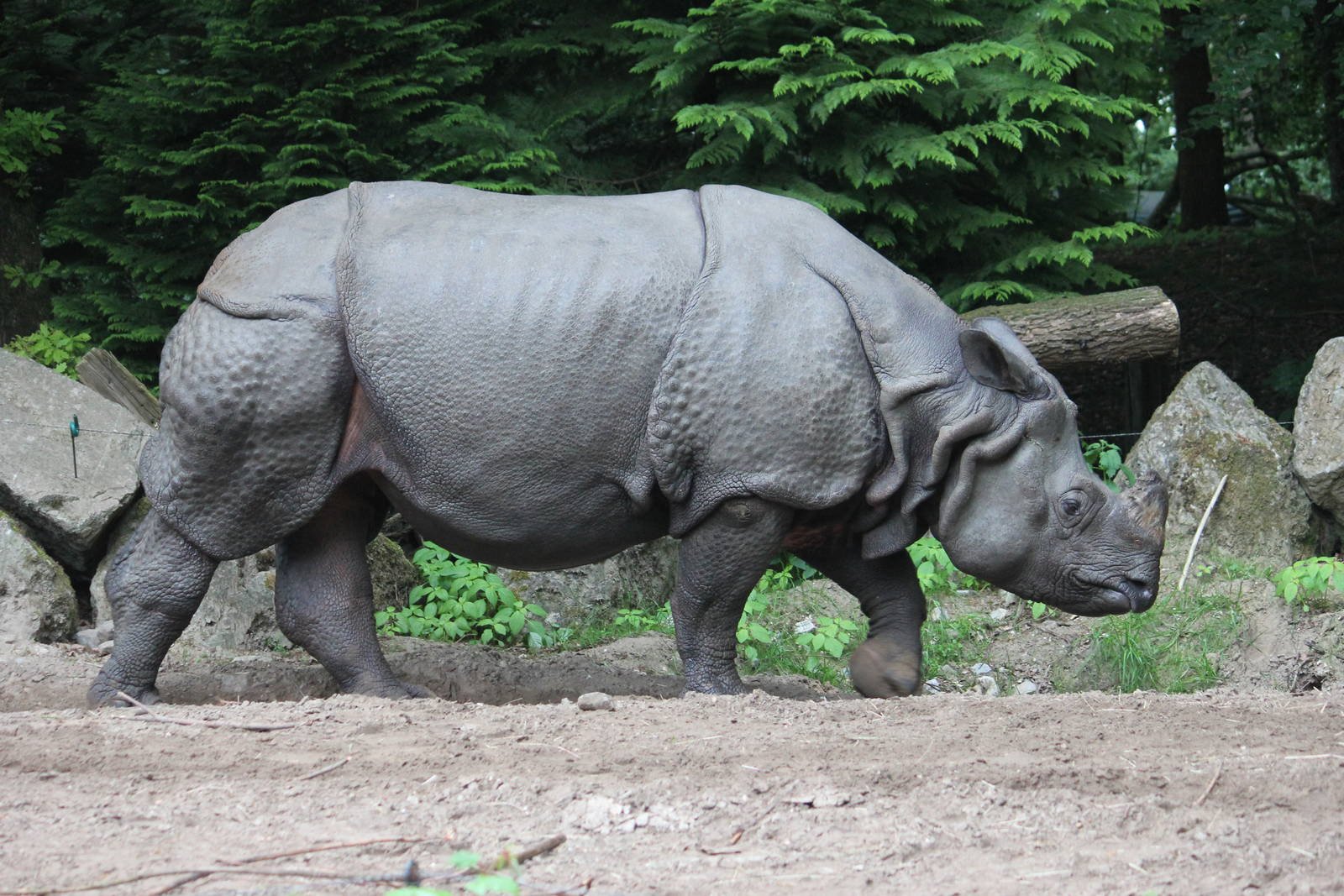 Indian rhinoceros