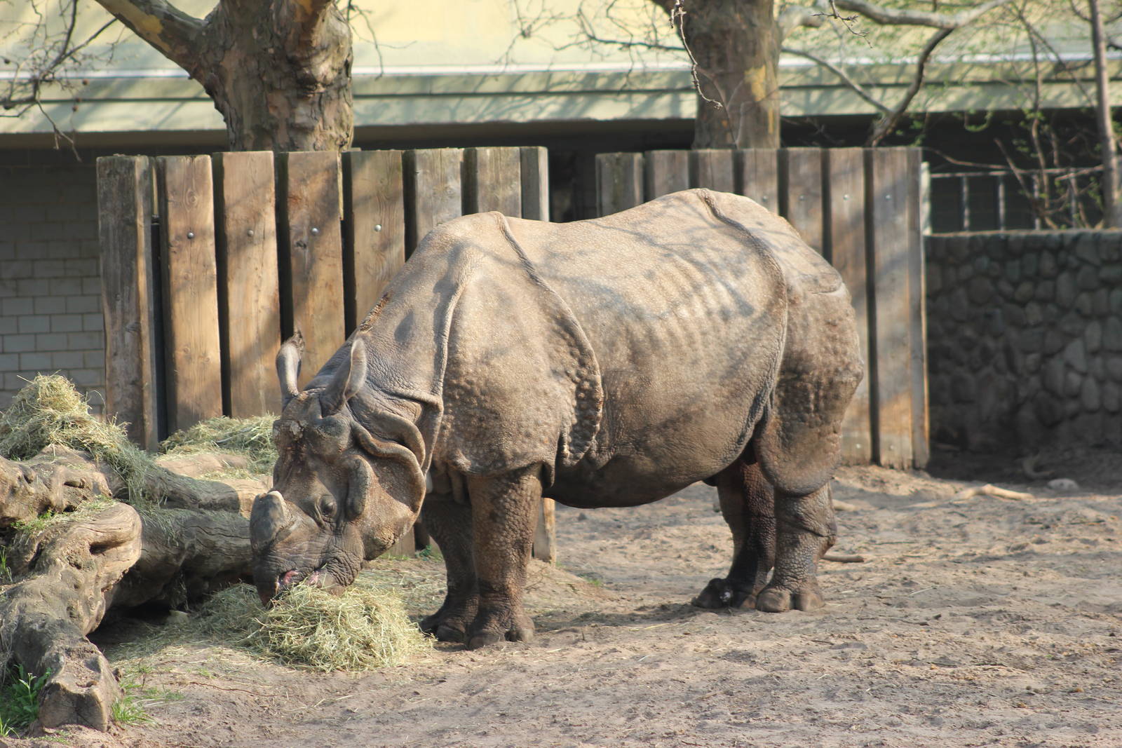Indian rhinoceros