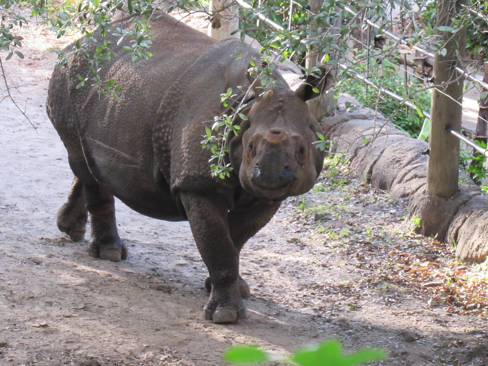 Indian Rhinoceros