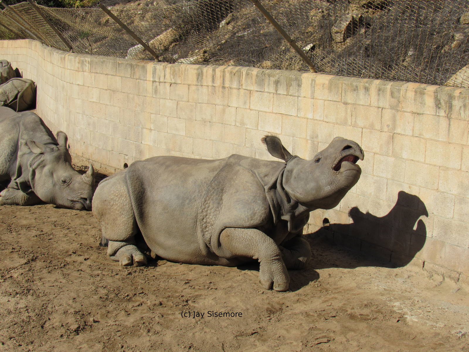 Indian Rhinoceros