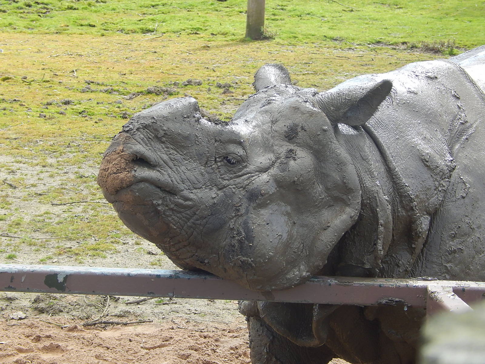Indian Rhinoceros
