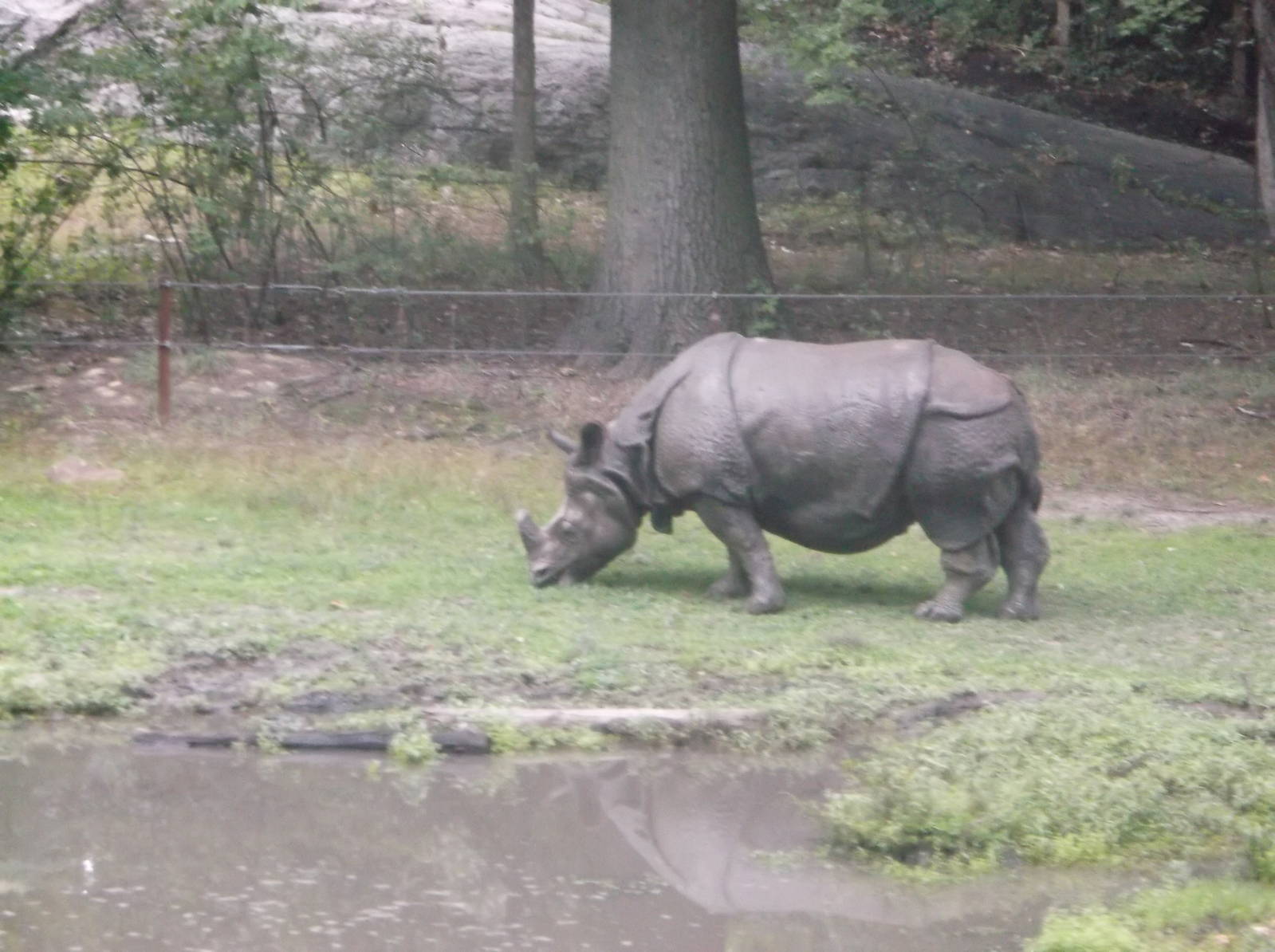 Indian rhinoceros