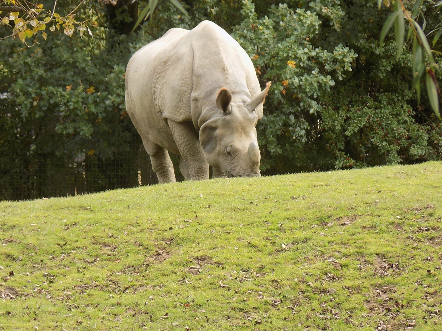 Indian Rhinoceros