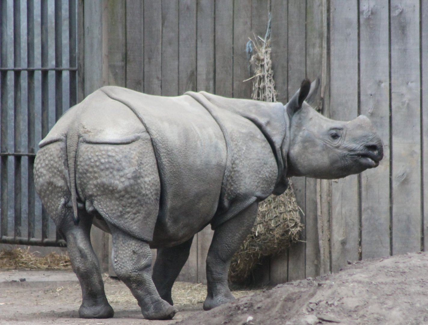 Indian rhinoceros