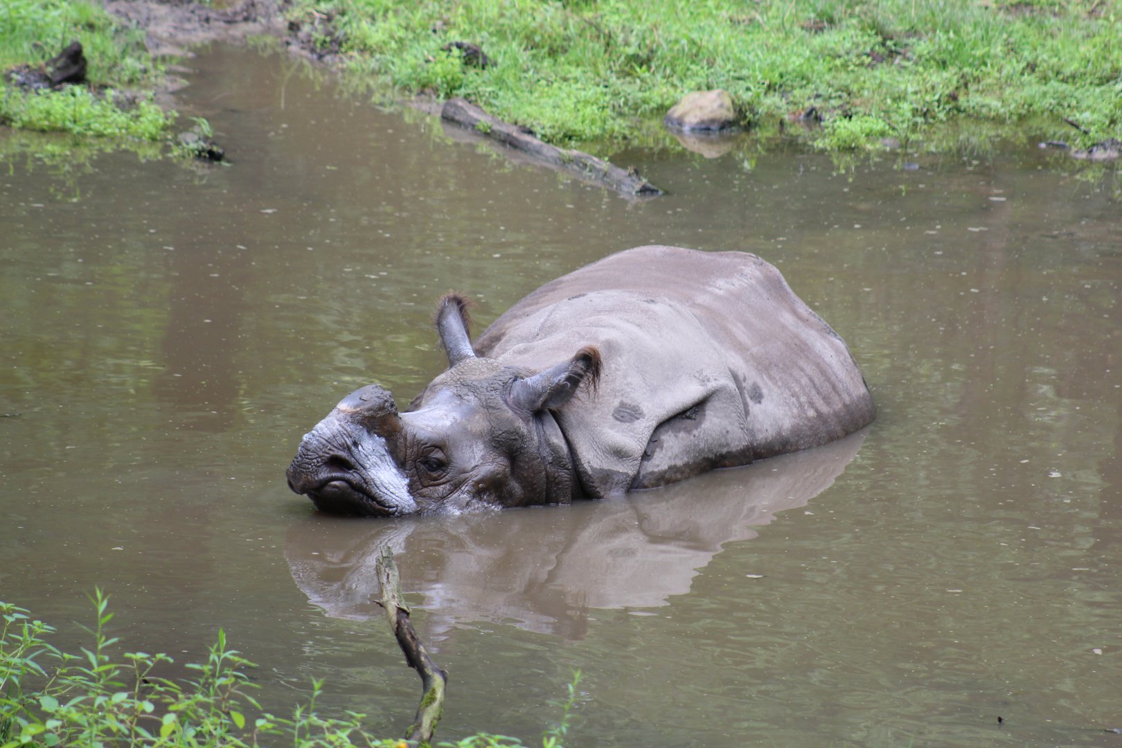 Indian Rhinoceros