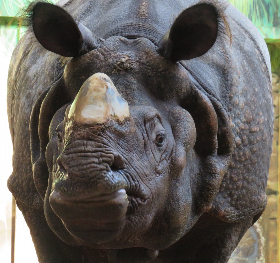 Indian rhinoceros