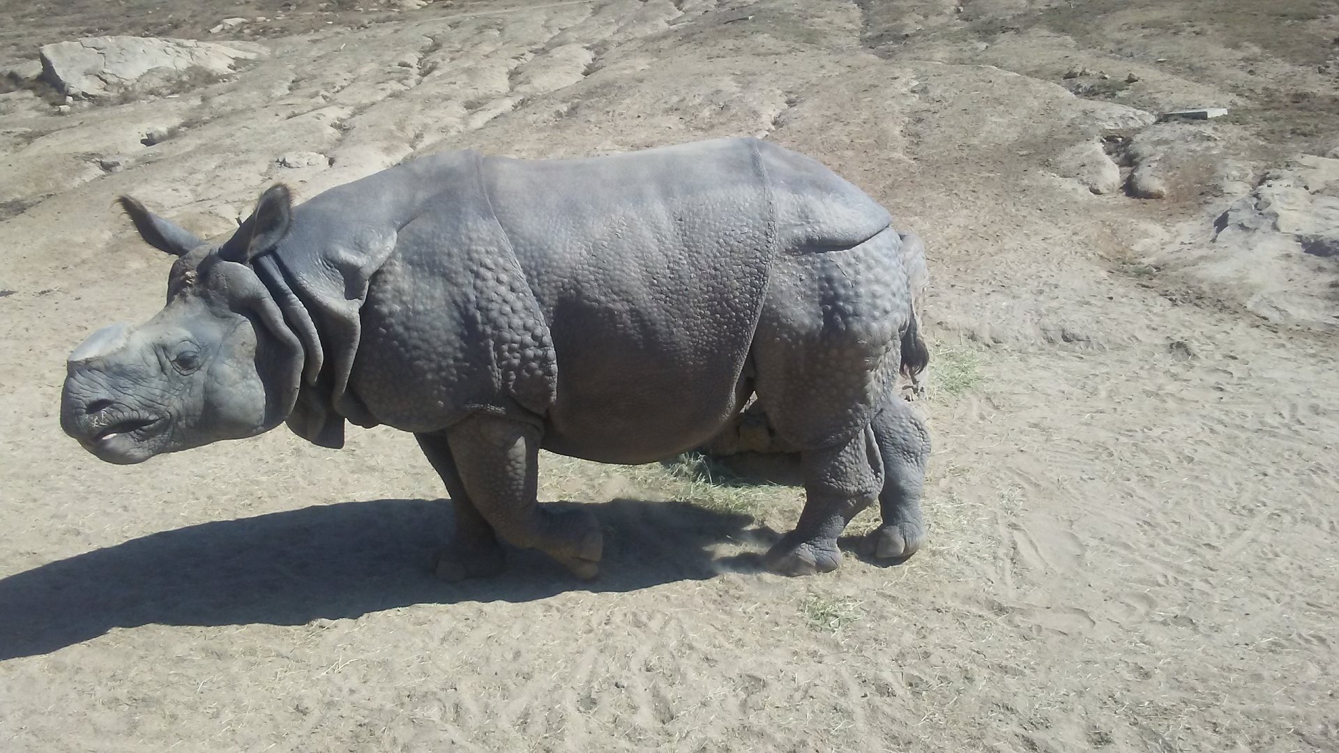 Indian rhinoceros