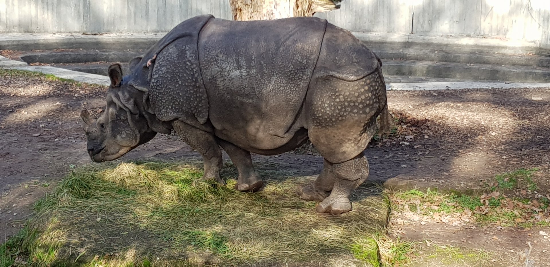 Indian rhinoceros