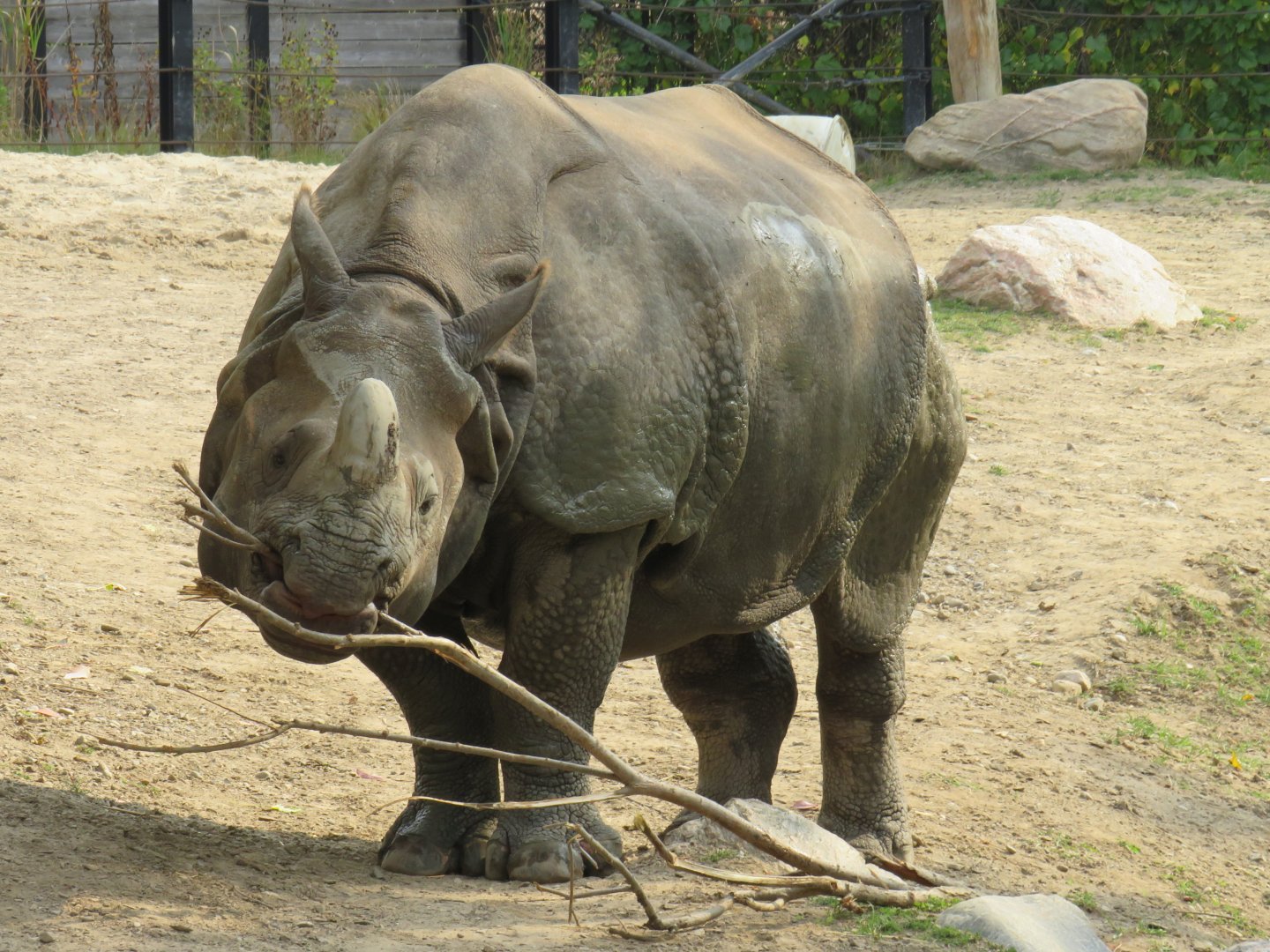 Indian rhinoceros