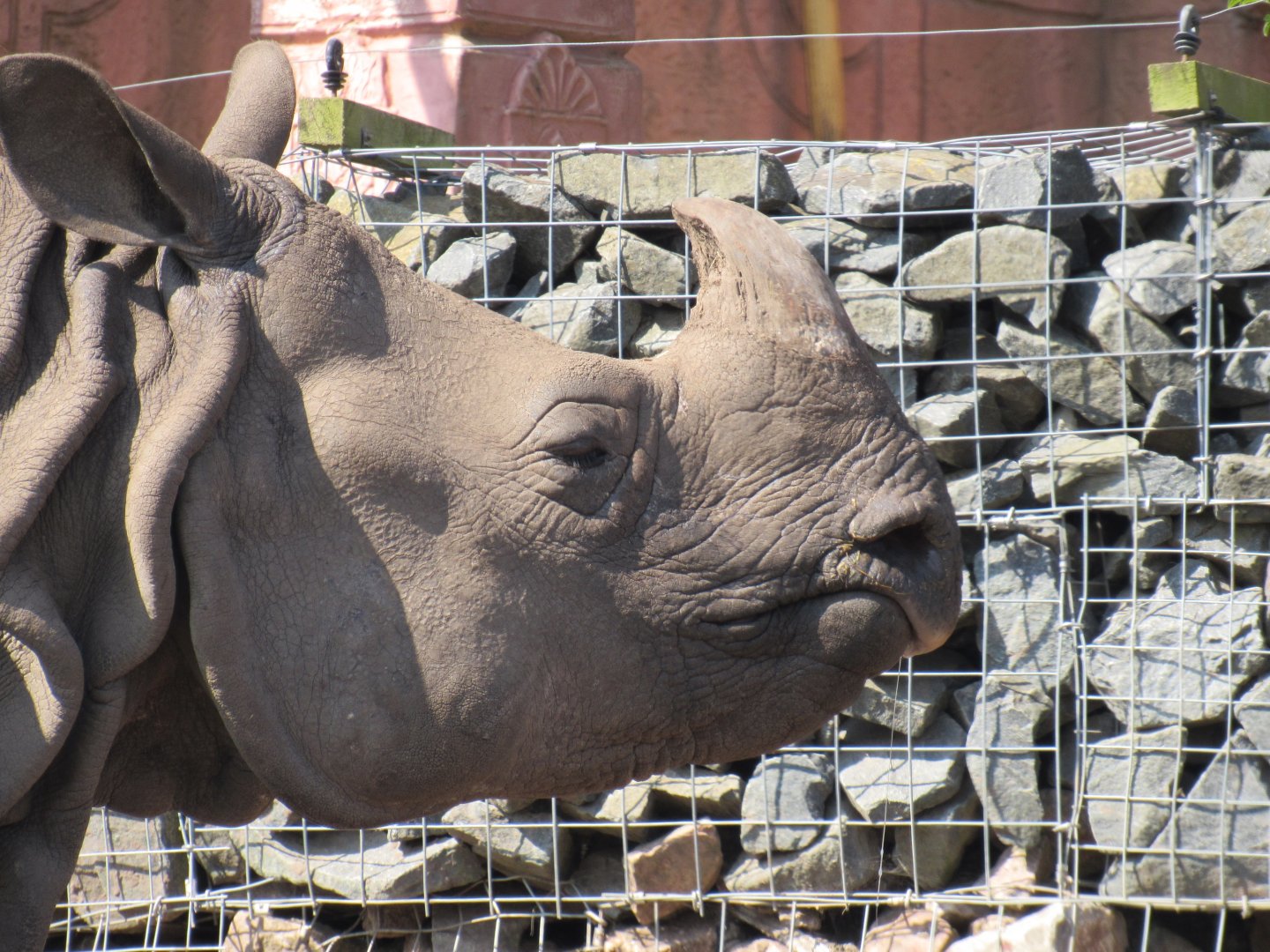 Indian Rhinoceros